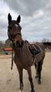 Cheval &agrave; vendre - Magnifique hongre de 11 ans