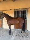 Jument &agrave; vendre - BWP de 5 ans