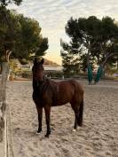 Jument &agrave; vendre - BWP de 5 ans