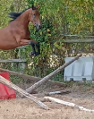  A vendre 3 ans SF femelle bai 1m66 Elevage des Tess