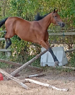  A vendre 3 ans SF femelle bai 1m66 Elevage des Tess