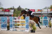 Hongre de 13 ans par Flamenco de Semilly 