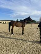 Hongre de 13 ans par Flamenco de Semilly 