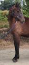 Hongre Zangersheide de 2 ans