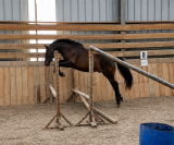 Hongre Zangersheide de 2 ans
