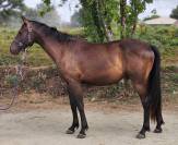 Hongre Zangersheide de 2 ans