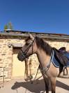 Ponette onc 