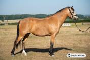 Ponette connemara 6 ans id&eacute;ale enfants