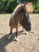 Poulain/poney A type shetland 