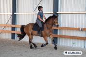 Haflinger crois&eacute; connemara 1m58