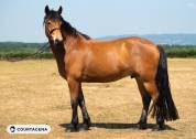 Haflinger crois&eacute; connemara 1m58