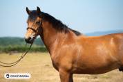 Haflinger crois&eacute; connemara 1m58