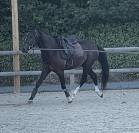 Poney pratique avec moyens 
