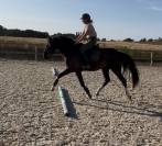 Poney pratique avec moyens 