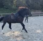Poney pratique avec moyens 