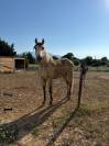 &Agrave; VENDRE &ndash; RAMS&Egrave;S ? Lusitanien &bull; 7 ans &bull; 1,61 m