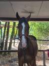 ? &Agrave; VENDRE &ndash; LICORNE DE BEAUVOIR &ndash; 5 ANS &ndash; SF