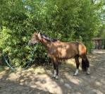 ? &Agrave; VENDRE &ndash; LICORNE DE BEAUVOIR &ndash; 5 ANS &ndash; SF