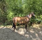 ? &Agrave; VENDRE &ndash; LICORNE DE BEAUVOIR &ndash; 5 ANS &ndash; SF