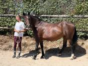 Belle jument Trotteuse
