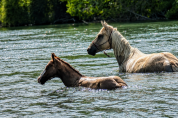 Quody, poulain Quarter Horse n&eacute; en 2026
