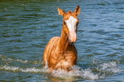 Quody, poulain Quarter Horse n&eacute; en 2026