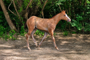 Quody, poulain Quarter Horse n&eacute; en 2026