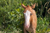 Quody, poulain Quarter Horse n&eacute; en 2026