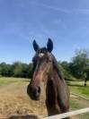 Hongre de 3 ans locomotion atypique 