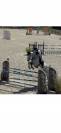 Vends cheval CSO gros moyens