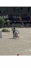 Vends cheval CSO gros moyens