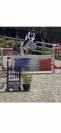 Vends cheval CSO gros moyens