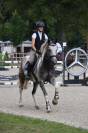 Gelding Selle Fran&ccedil;ais For sale 2018 Coloured