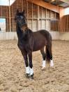 Caballo castrado KWPN Caballo de Deporte Neerland&eacute;s En venta 2023 Bayo moreno
