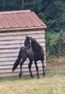 Magnifique hongre noir, Barbe, de loisirs 
