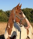 Cheval pie 