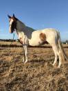 Cheval pie 