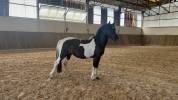 &Agrave; VENDRE - PONEY 4 ANS
