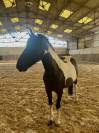 &Agrave; VENDRE - PONEY 4 ANS
