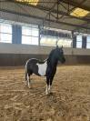 &Agrave; VENDRE - PONEY 4 ANS