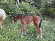 Poulain SF 2026