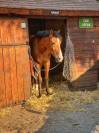 Poney PFS 