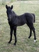 Poulain