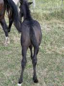 Poulain