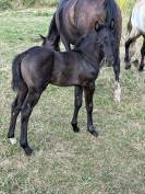 Poulain
