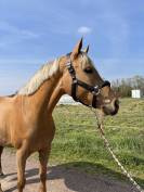 Poney de Sport 