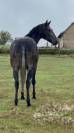 Belle jument appaloosa 8 ans 