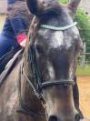 Belle jument appaloosa 8 ans 