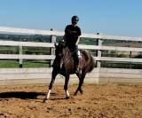 Belle jument appaloosa 8 ans 