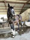 Belle jument appaloosa 8 ans 